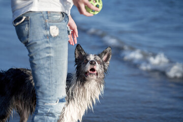 A wet Border Collie dog looks up expectantly by the sea, owner with ball in hand. Anticipation...