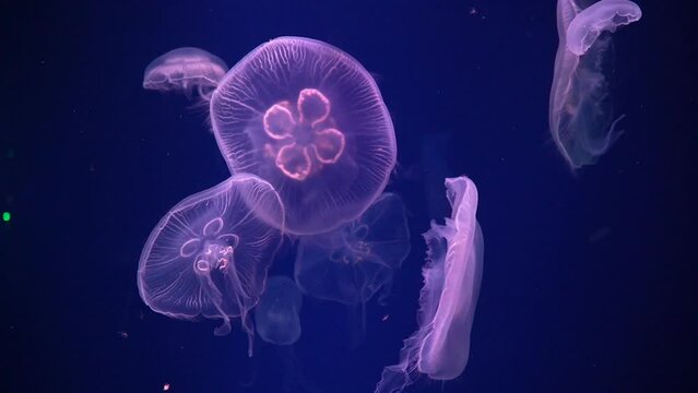 Jellyfish floating in Aquarium pool