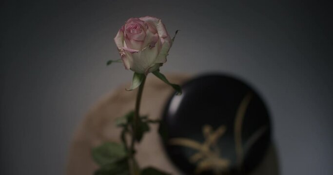 A pink rose withers in a vase