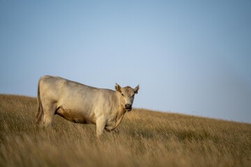 Portrait of Cows in a field grazing. Regenerative agriculture farm storing co2 in the soil with carbon sequestration. tall long pasture in a paddock on a farm in australia in a drought