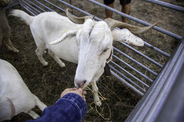 Goat on a farm - 748563152