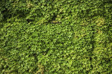 Wild ivies on a wall - 748563153