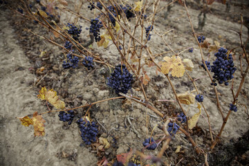 Grapes in some vineyards - 748563161