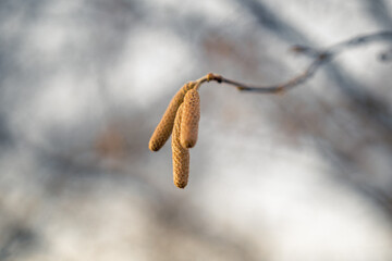  Frozen in time, hazelnut buds await the spring thaw, a testament to nature's resilience and the promise of new life amidst winter's grasp