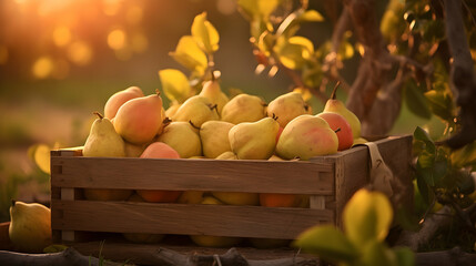 Quince fruit harvested in a wooden box in a field with sunset. Natural organic vegetable abundance. Agriculture, healthy and natural food concept.