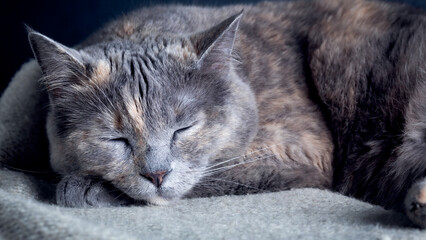 Naklejka na ściany i meble Portrait of a sleeping cat on a gray blanket close-up