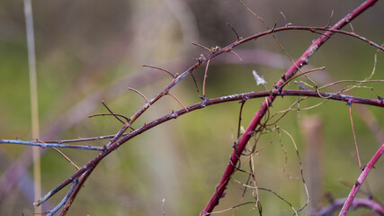 Photo of blackberry branches in a snowless winter, under dry weather conditions, depicting the stark beauty of nature's dormant state.