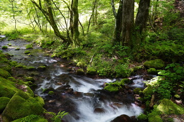 Obraz premium 新緑の渓流