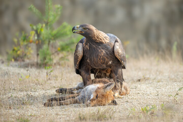 White Tailed Eagle (Haliaeetus albicilla) in flight. Also known as the ern, erne, gray eagle, Eurasian sea eagle and white-tailed sea-eagle. Wings Spread. Poland, Europe. Birds of prey.