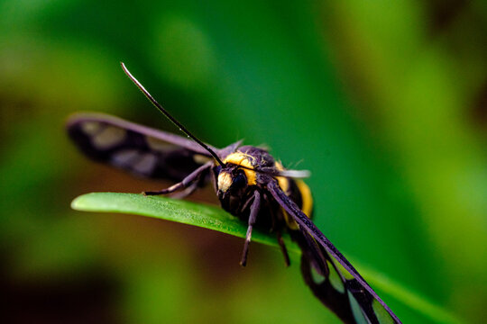 portrait of a yellow polet black bee resting on its wings 