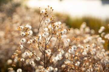 Wild nature and flowers macro photography. Nature background