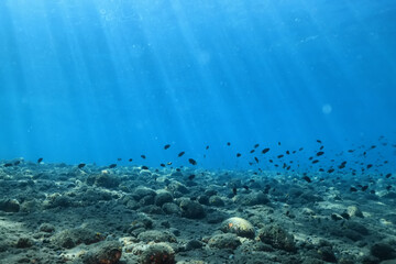 Fototapeta na wymiar texture ocean floor background underwater surface
