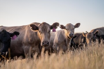 beautiful cattle in Australia  eating grass, grazing on pasture. Herd of cows free range beef being regenerative raised on an agricultural farm. Sustainable farming of food crops. Cow in field