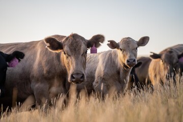 Fat Beef cows grazing on native grasses in a field on a farm practicing regenerative agriculture in Australia. Hereford cattle on pasture. livestock Cows in a field at sunset with golden light.