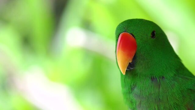 close-up portrait of a Vernal Hanging Parrot on a tree branch