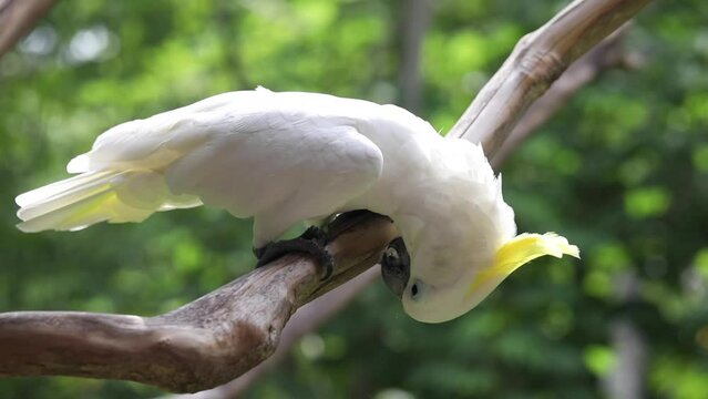cockatoo in the wild, exotic birds, white parrot, tropics