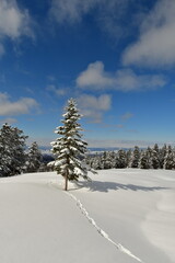 Ski Touring Hokkaido Japan Biei Fuji Blue sky Mountain Scene Forest Snow