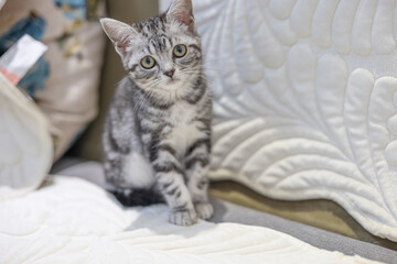 Kitten playing at home, peekaboo, playing on the sheet, playing on the floor,playing on the sofa,interacting with people, american shorthair, black and gray kitten, black cute paws,well-behaved kitten
