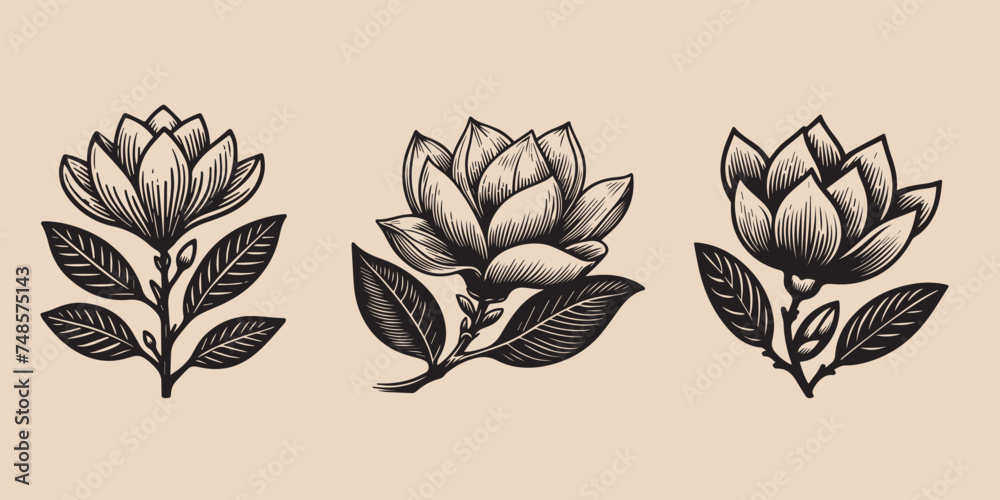 Wall mural magnolia flower set. old vintage engraving illustration. hand drawn outline graphic. logo, emblem, i