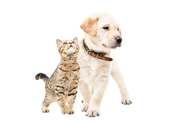 Adorable Labrador puppy and Scottish Straight cat standing together isolated on a white background