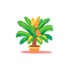 Obraz premium palm tree isolated