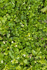 Close-up of vibrant Mikranthemum grass, showcasing its fine foliage and botanical texture. Ideal for nature and botanical concepts