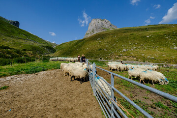 Lous Québottes sheep farm, Ayous lakes tour, Pyrenees National Park, Pyrenees Atlantiques, France