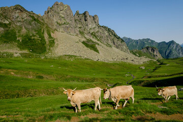 cows ascending the hill, Col de Souzon, Midi d'Ossau peak, 2884 meters, Pyrenees National Park, Pyrenees Atlantiques, France