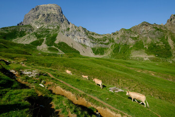 Fototapeta na wymiar cows ascending the hill, Col de Souzon, Midi d'Ossau peak, 2884 meters, Pyrenees National Park, Pyrenees Atlantiques, France