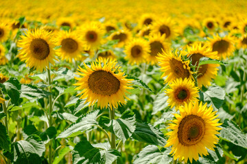 Sunflower plantation near Frias, Obarenes Mountains, Burgos, Spain