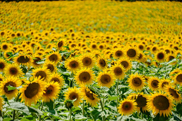 Fototapeta premium Sunflower plantation near Frias, Obarenes Mountains, Burgos, Spain