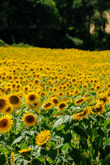 Sunflower plantation near Frias, Obarenes Mountains, Burgos, Spain