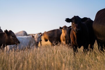 Fat Beef cows grazing on native grasses in a field on a farm practicing regenerative agriculture in Australia. Hereford cattle on pasture. livestock Cows in a field at sunset with golden light. - obrazy, fototapety, plakaty