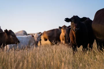 Fotobehang Fat Beef cows grazing on native grasses in a field on a farm practicing regenerative agriculture in Australia. Hereford cattle on pasture. livestock Cows in a field at sunset with golden light. © Phoebe