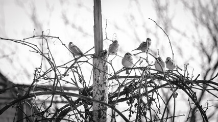 Sparrows rest on grapevine branches atop a roof in this monochrome snapshot, portraying urban wildlife amidst a timeless cityscape