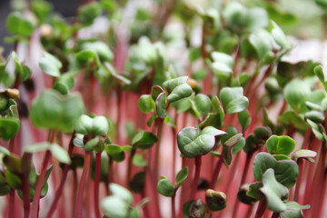 Radish microgreens. Radish microgreen sprouts close up. Selective focus. Blurred background. Small fresh sprouts of radish red coral. Urban gardening. Growing in container
