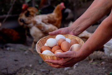 a woman holds chicken eggs in her hands against the background of chickens. farm.