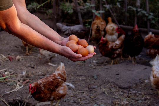 a woman holds chicken eggs in her hands against the background of chickens. farm.
