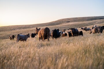 Close up of fat Angus and Murray Grey Cows eating long pasture in Australia at dusk