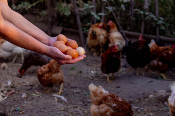 a woman holds chicken eggs in her hands against the background of chickens. farm.