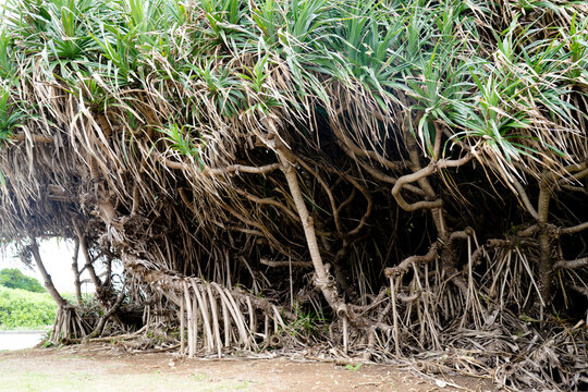 アダンの木 沖縄の植物