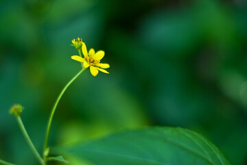 Yellow flowers in the garden on a bright green background