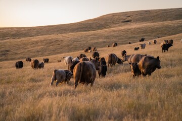 cow in a field at sunset on a summer in a dry drought in summer in australia on at agricultural farm