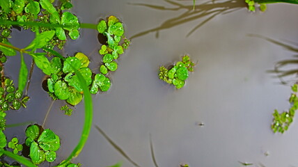 Pistia stratiotes is an aquatic plant that is usually found floating in calm waters or ponds. It is also popular as an aquarium protection plant.