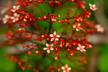 Red pagoda flower. Clerodendrum paniculatum