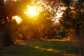 Naklejka na ściany i meble Sunset over olive trees in garden