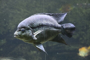 Poisson dans un aquarium