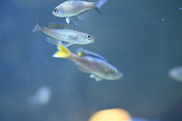 Poisson dans un aquarium tropical