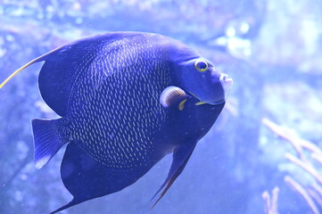 Poisson dans un aquarium tropical