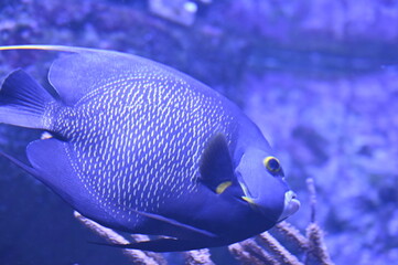 Poisson dans un aquarium tropical